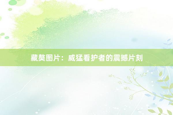 藏獒图片：威猛看护者的震撼片刻